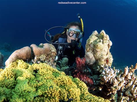Scuba Diving - Red Sea Dive Center
