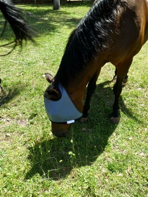 NAG HORSE RANCH FLY MASKS: A REVIEW! - Horse and Man