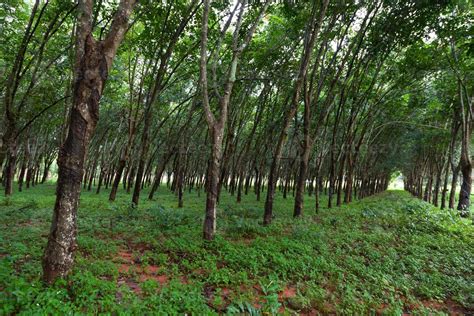 Rubber tree plantation in the south of Thailand 6990565 Stock Photo at Vecteezy