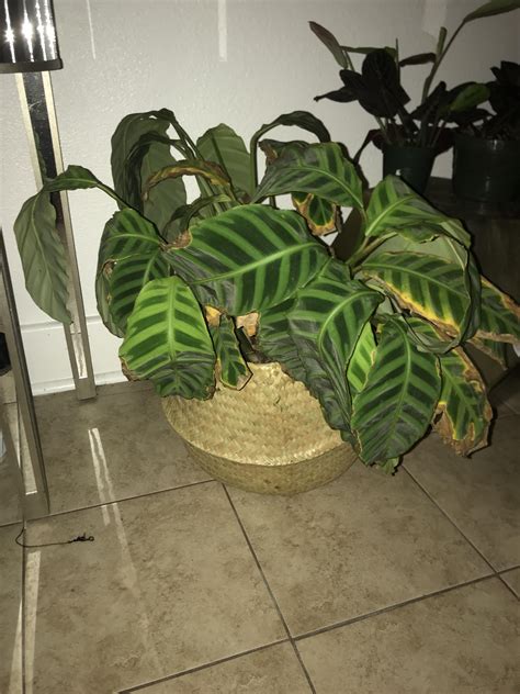 Calathea Zebrina leaning over and most leaves have crispy edges ...