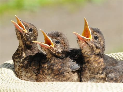 Baby Blackbirds: All You Need To Know (With Pictures) | Birdfact