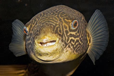 Giant freshwater Pufferfish « andysworld!