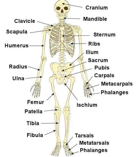 Fun Human Bones Quiz – FREE Interactive Science Quizzes for Kids