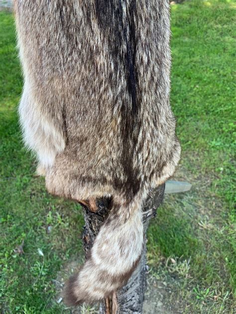 Coyote Pelt Natural Colored Coyote Fur Genuine Wild Animal | Etsy