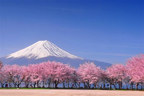 The Japanese Cherry Blossom trees - TOKIO LIFE