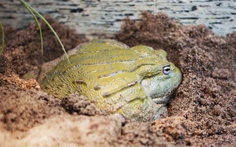 Pixie Frog Care, Diet & Enclosure Setup Guide [Giant African Bullfrogs]