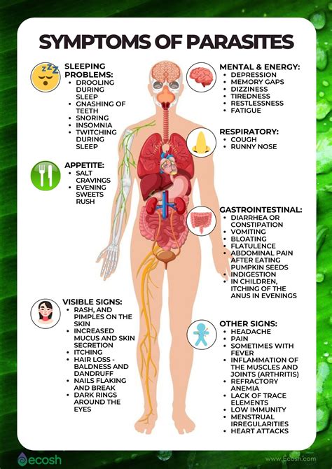 How To Detect Worms In Humans - Phaseisland17