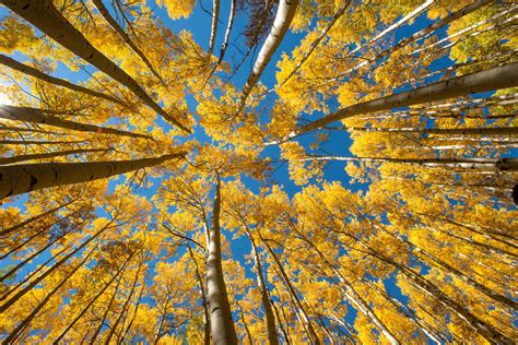 Golden Aspen Trees on Ptarmigan Peak Trail | Images | Colorado Encyclopedia