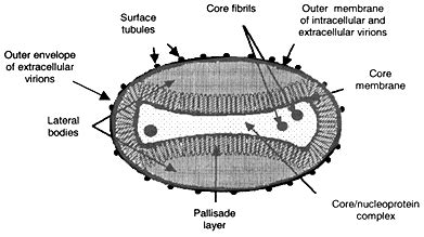 2 Variola Virus and Other Orthopoxviruses | Assessment of Future ...