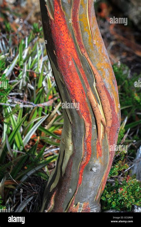 Eucalyptus tree bark hi-res stock photography and images - Alamy