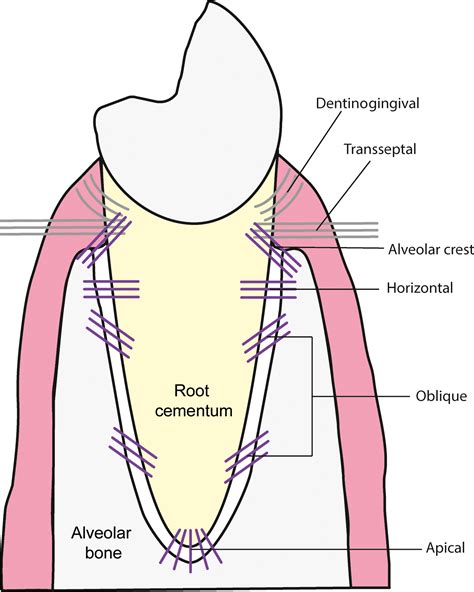 Periodontal Membrane