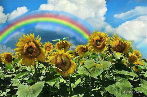 "Buttonwoods Sunflowers with Rainbow" by Corinne Noon | Redbubble