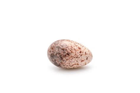 Two eggs of zebra dove birds in brown dry grass nest isolated on white ...