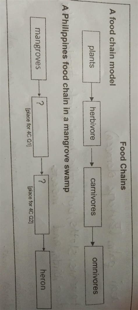 A Philippines food chain in a mangrove swamp mangroves ? [place for 4C ...