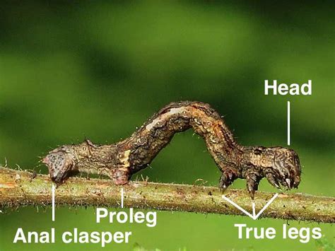 Caterpillar Anatomy