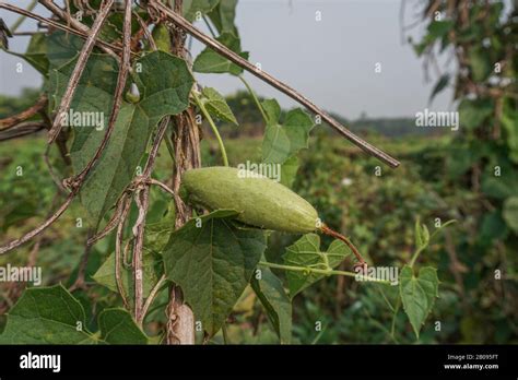 Trichosanthes dioica, also known as pointed gourd. It is a vegetable ...