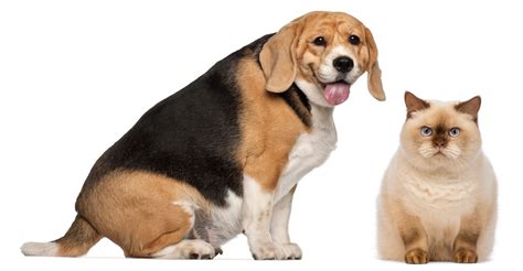 Pet Obesity | The Growing Issue of Overweight Pets