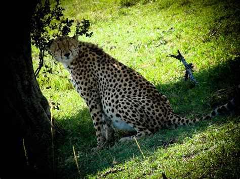 THE CURIOUS CHEETAH ON SAFARI-KENYA, AFRICA