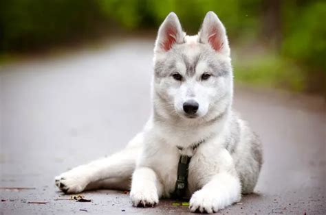 Husky puppy Stock Photos, Royalty Free Husky puppy Images | Depositphotos