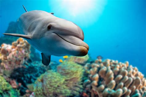 New Advancement in Dolphin Communication and its Resemblance to Human ...