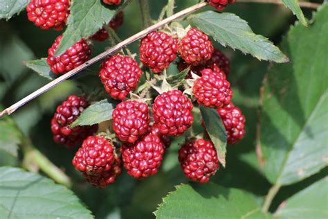 Free Images : tree, fruit, berry, flower, food, produce, evergreen, autumn, blackberry, shrub ...