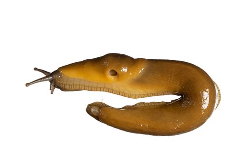 Bay Nature: The Bizarre World of the Banana Slug