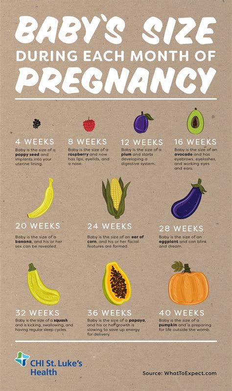 Baby's Size During Each Month of Pregnancy | St. Luke's Health | St. Luke's Health