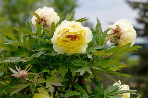 Itoh Peony Plant: Care and Growing Guide