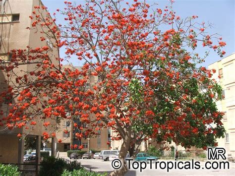 Erythrina lysistemon, Scarlet Coral Tree