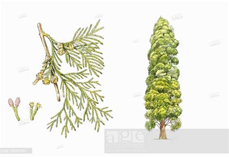 Cypress Tree Drawing at GetDrawings | Free download