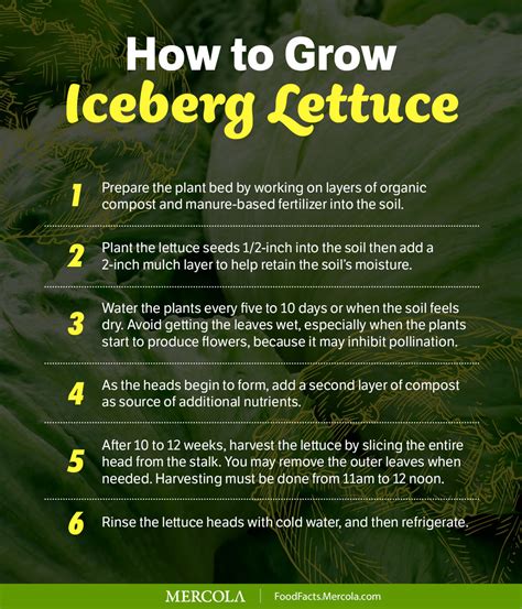 What Is Iceberg Lettuce Good For?