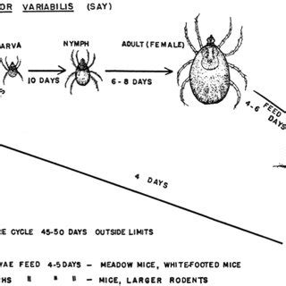 The life cycle of Dermacentor variabilis as observed in the laboratory... | Download Scientific ...