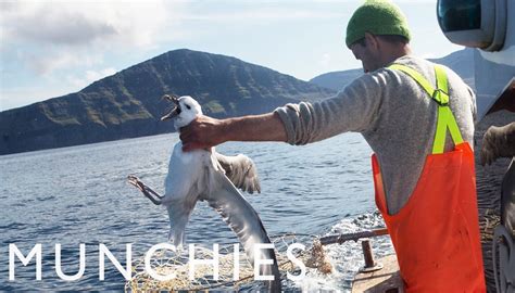 Fulmar hunting in the Faroe Islands