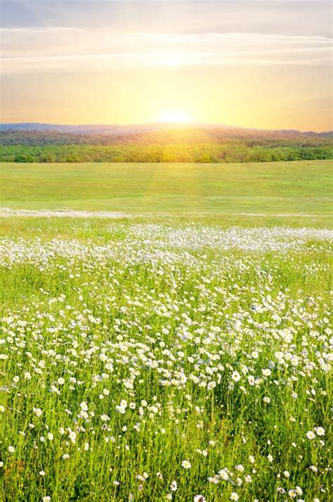 Big Field of Flowers on Sunrise. Stock Photo - Image of grass, cloud: 20056504