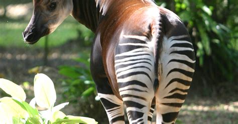 Okapi Wildlife Reserve - Okapi Wildlife Tour-Tour in Okapi