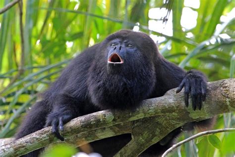 Black Howler Monkeys Adapt Mental Maps Like Humans for Efficient Navigation