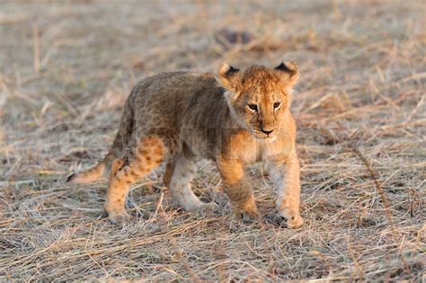 African lion cub | Stock image | Colourbox