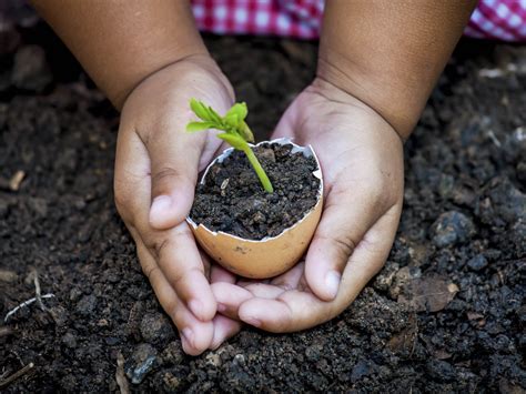 From Seed to Plant | Scholastic