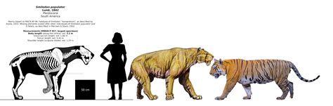 Saber Tooth Tiger Size Comparison