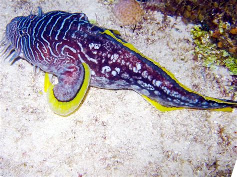 Delightful Departures: Freaky Fish Friday - Splendid Toadfish (Sanopus ...