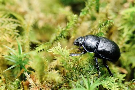 Insectos Del Bosque » Características, Alimentación, Hábitat, Reproducción, Depredadores