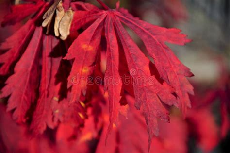 Red autumn leaves stock image. Image of bunch, seasonal - 6741549