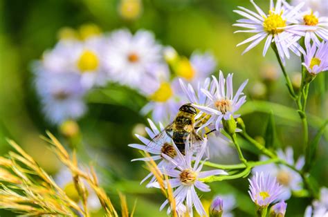 Aster Dumosum Flower - Free photo on Pixabay - Pixabay