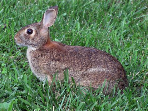 Eastern Cottontail - Sylvilagus floridanus - NatureWorks