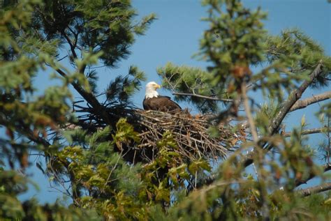 Loons Post Record Year for Nesting Success, Bald Eagle Nesting Down ...