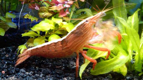 Bamboo Shrimp: Tank Mates, Food, Care, Feeding - Video