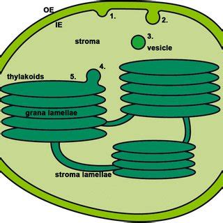 Vesicle transport in chloroplasts. The chloroplast is surrounded by the ...