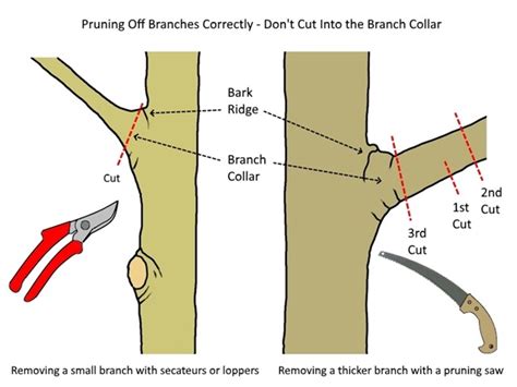 Pruning your mature tree - Trees SA