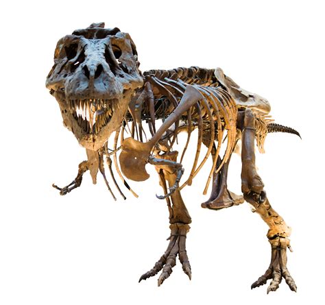 File:Dinosaur skeleton (8139906747) white background.jpg - Wikimedia Commons