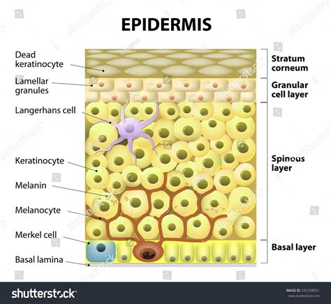 Cell In The Epidermis. Layers Of Epidermis. Structure Of The Human Skin ...